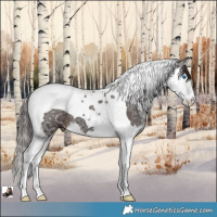 Horse Color:Liver Chestnut Ice Splash Tobiano 