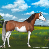Horse Color:Bay Splash Rabicano 