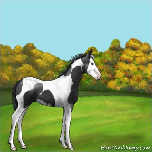 Horse Color:Black Splash Tobiano