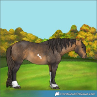 Horse Color:Buckskin Tobiano 