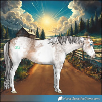 Horse Color:White Spotted Brown Dun Splash 