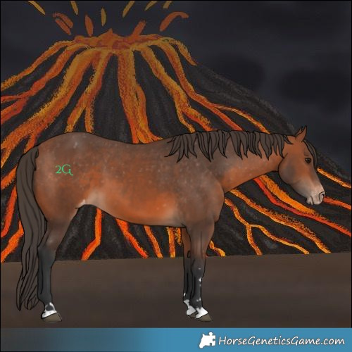 Horse Color:Bay Appaloosa