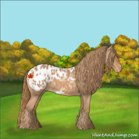 Horse Color:Red Roan Appaloosa 