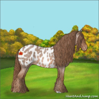 Horse Color:Red Roan Appaloosa 