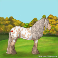 Horse Color:Gold Champagne Appaloosa 