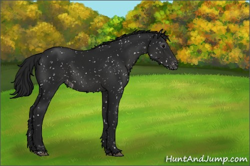 Horse Color:Gray Black Appaloosa 