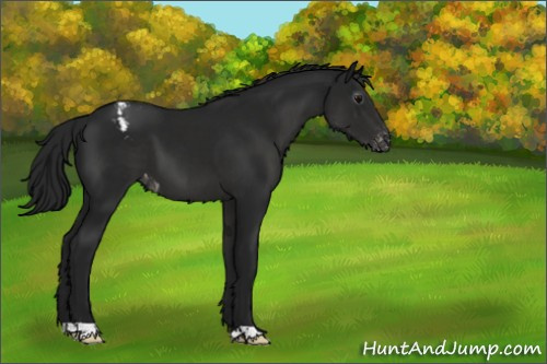 Horse Color:Gray Black Appaloosa 