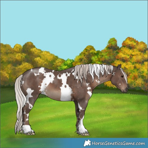 Horse Color:White Spotted Silver Black 