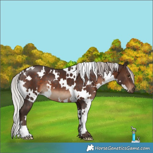 Horse Color:White Spotted Silver Brown 