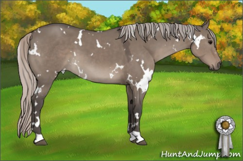 Horse Color:White Spotted Silver Grullo 