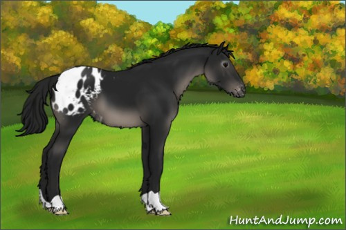 Horse Color:Gray Black Appaloosa 