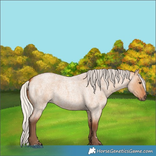 Horse Color:Silver Bay Roan Dun 