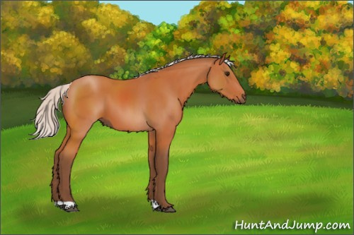 Horse Color:Silver Bay 