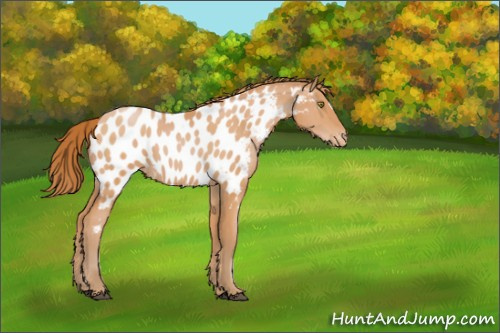 Horse Color:Bay Pearl Appaloosa 