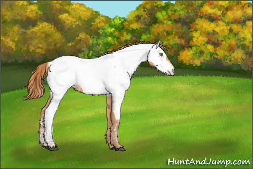 Horse Color:Bay Pearl Appaloosa 