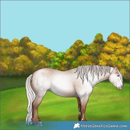 Horse Color:Gray Silver Amber Champagne 
