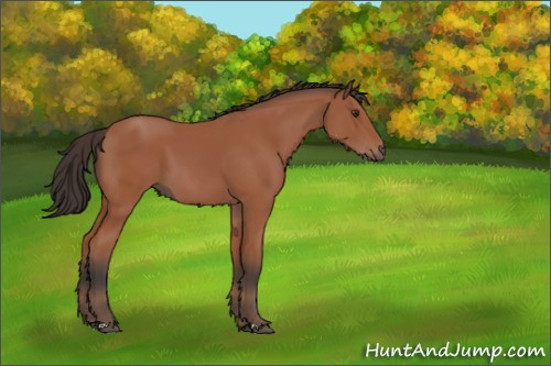 Horse Color:Bay 