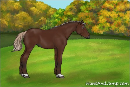 Horse Color:Gray Silver Bay 