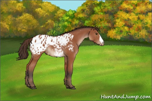 Horse Color:Bay Appaloosa 
