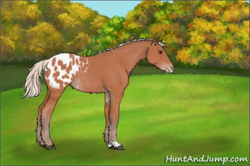 Horse Color:Silver Bay Appaloosa 
