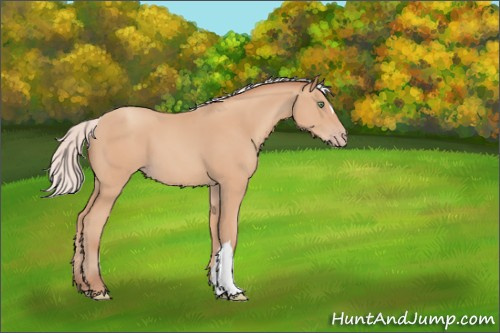 Horse Color:Silver Amber Champagne 