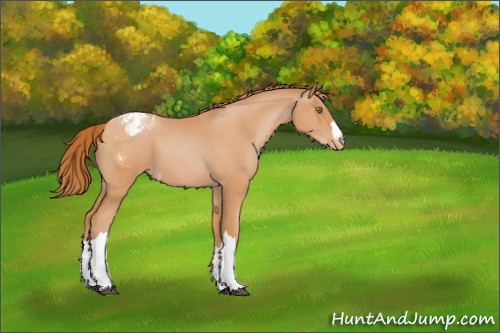 Horse Color:Bay Pearl Appaloosa 