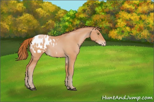 Horse Color:Bay Pearl Appaloosa 
