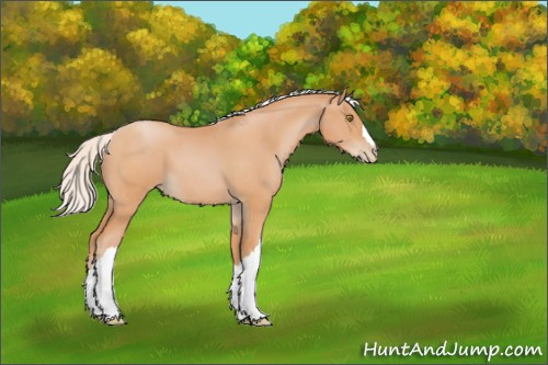Horse Color:Silver Bay Pearl 