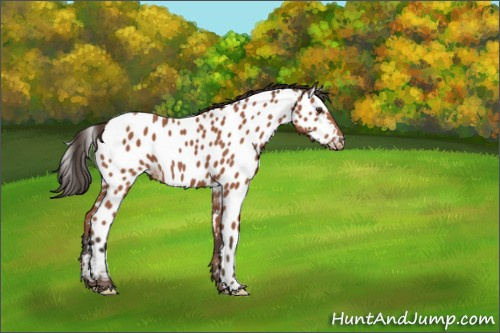 Horse Color:Brown Appaloosa 