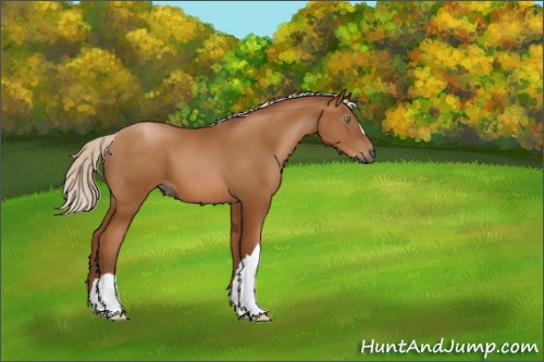 Horse Color:Gray Silver Bay Pearl 