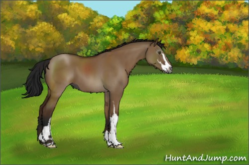 Horse Color:Gray Bay Dun Sabino 