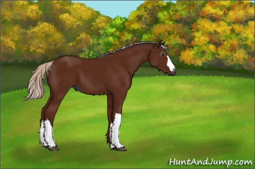 Horse Color:Gray Silver Bay 