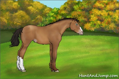 Horse Color:Gray Amber Champagne 