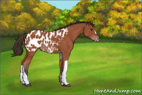 Horse Color:Bay Appaloosa 