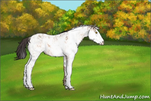 Horse Color:Amber Champagne Sabino 