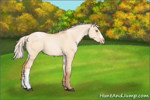 Horse Color:Silver Bay Pearl Dun 