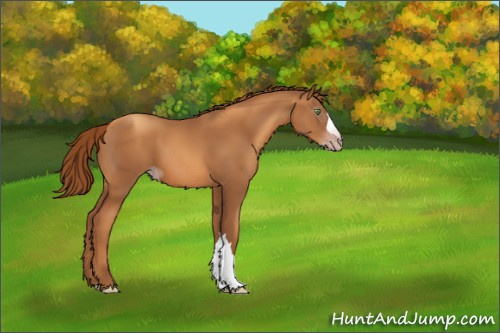 Horse Color:Gray Gold Champagne 