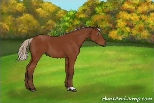 Horse Color:Gray Silver Bay 