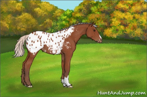 Horse Color:Silver Bay Appaloosa 