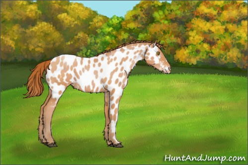 Horse Color:Bay Pearl Appaloosa 