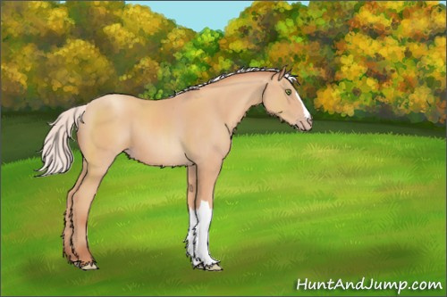 Horse Color:Silver Amber Champagne 