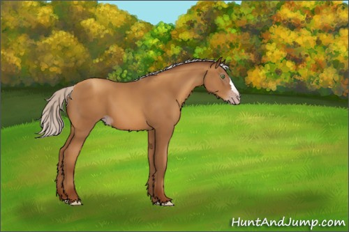 Horse Color:Gray Silver Amber Champagne 