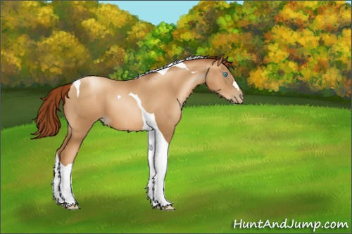 Horse Color:Gray Amber Champagne Pearl Tobiano 