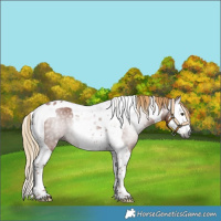 Horse Color:Gray Chestnut Splash Tobiano