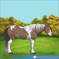 Horse Color:Liver Red Dun Splash Tobiano 