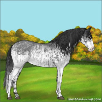Horse Color:White Spotted Blue Roan Rabicano  and White Spotted Blue Roan Splash Rabicano 