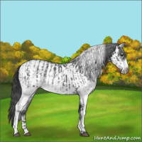 Horse Color:White Spotted Blue Roan Rabicano and White Spotted Blue Roan Frame Rabicano