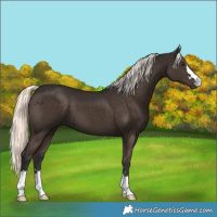 Horse Color:Liver Chestnut Mushroom 