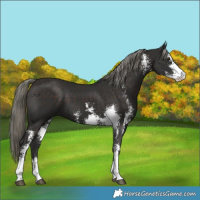 Horse Color:Liver Chestnut Mushroom Sabino 