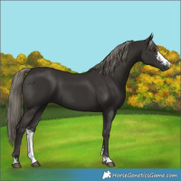 Horse Color:Liver Chestnut Mushroom Sabino 